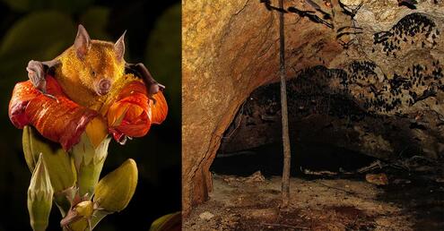 Cuban flower bats