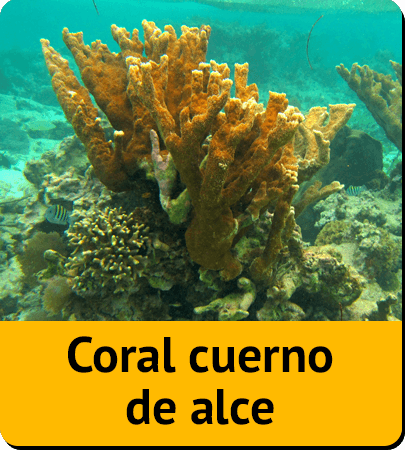 Coral cuerno de alce
