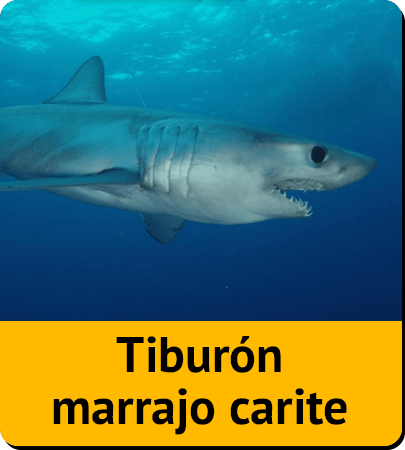 Tiburón marrajo carite
