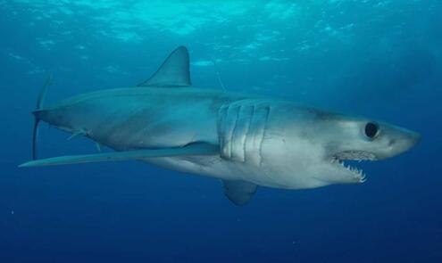 Longfin mako shark