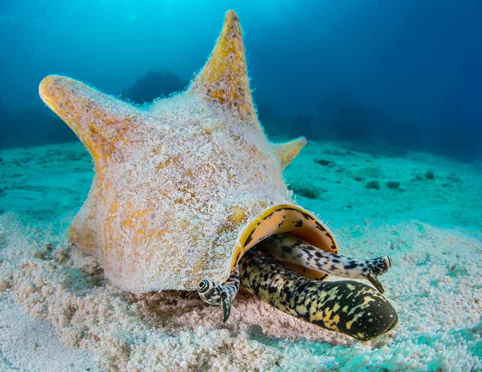 Cuba Wildlife Matching Game Coral Reef