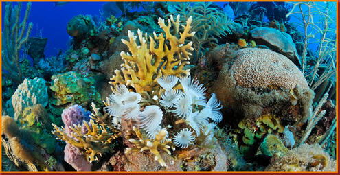 Cuban coral reef