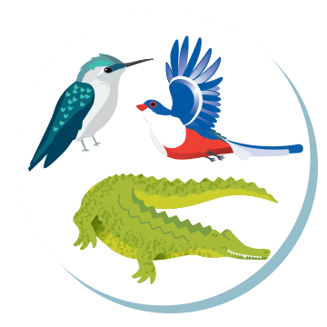 hummingbird trogon alligator