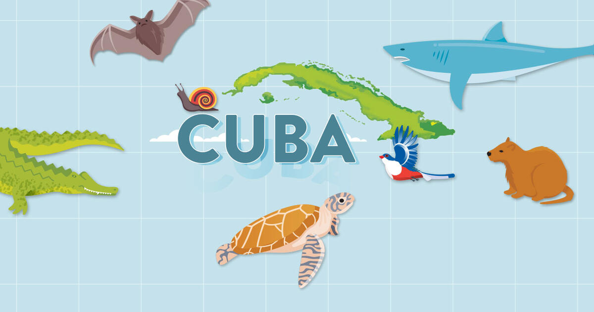 Cuban Wildlife Matching Game | AMNH