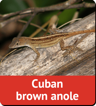 Cuban brown anole