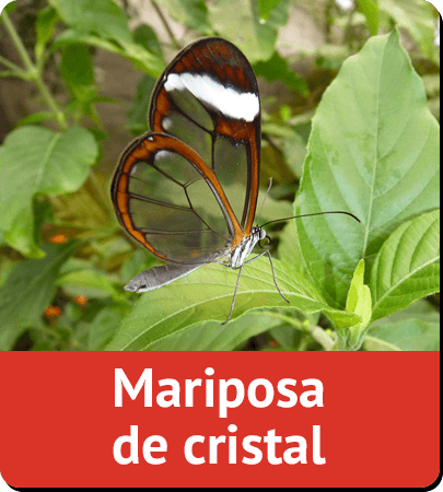 Mariposa de cristal