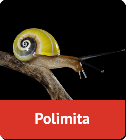 Polimita