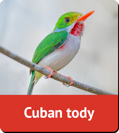 Cuban tody