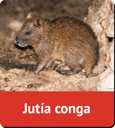 Jutia conga