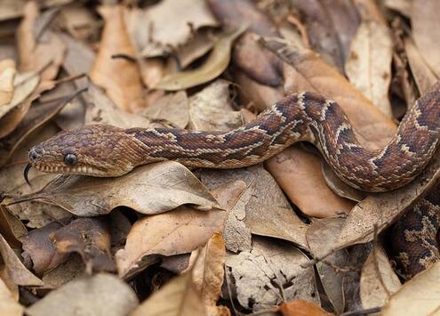 Cuban boa