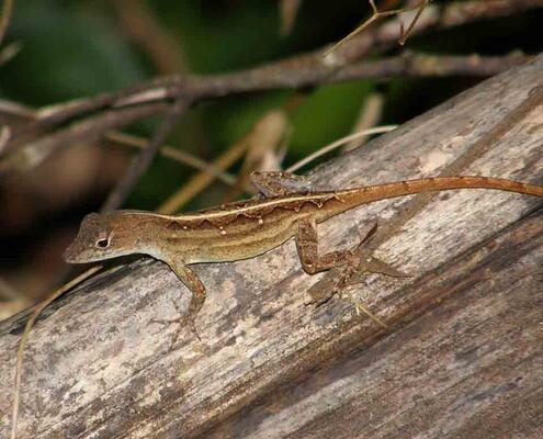 Cuban brown anole