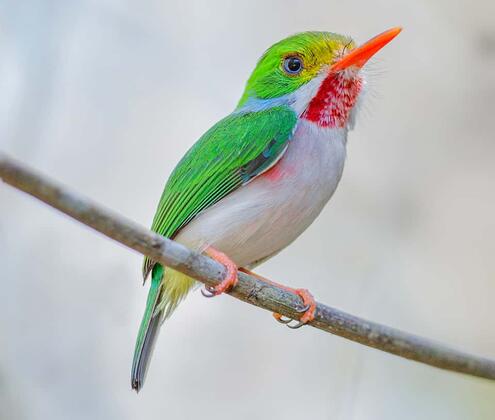 Cuban tody