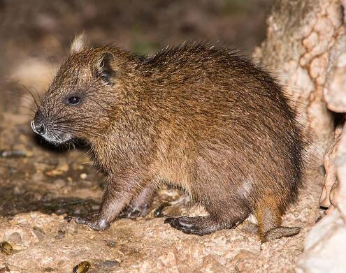 Desmarest's hutia