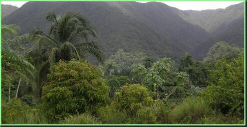 Cuban forest