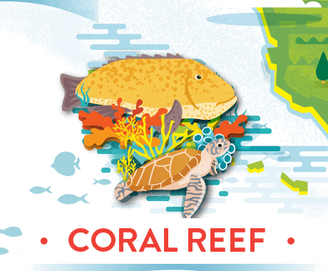 coral reef