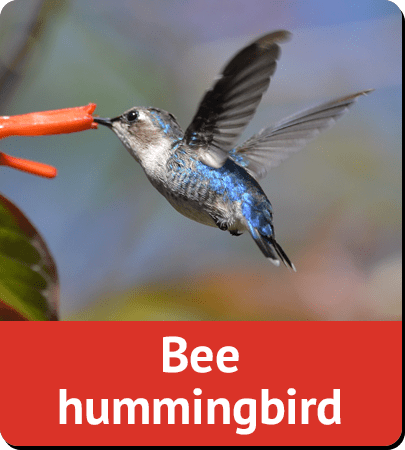 Bee hummingbird