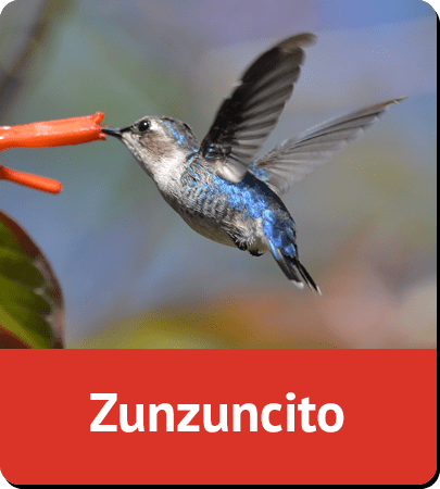 Zunzuncito