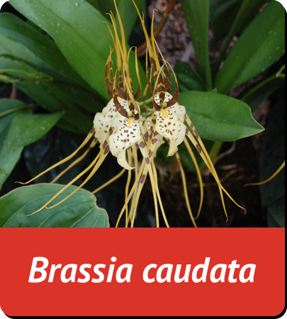 Brassia caudata