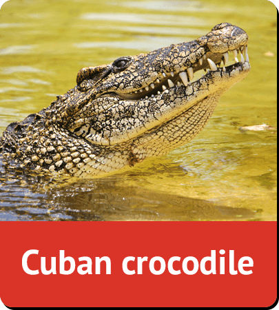 Cuban crocodile