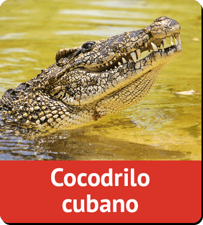 Cocodrilo cubano