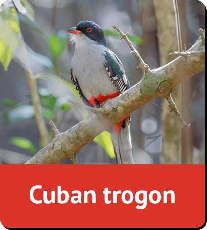 Cuban trogon
