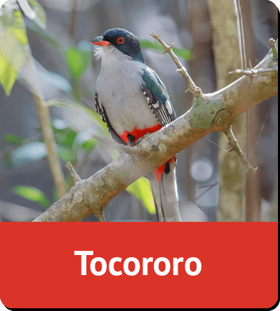 Tocororo