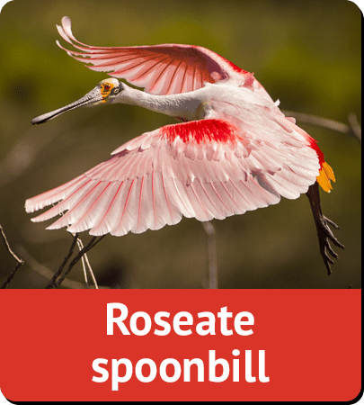 Roseate spoonbill