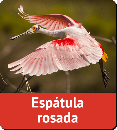 Espátula rosada