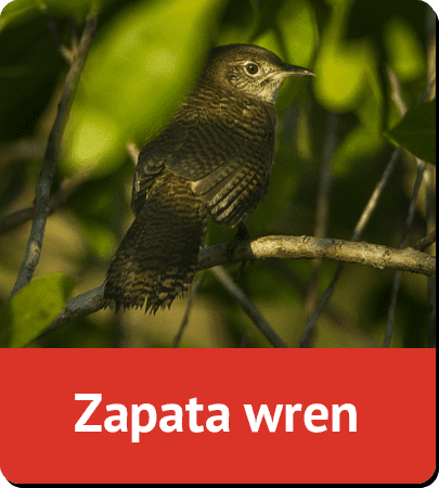 Zapata wren