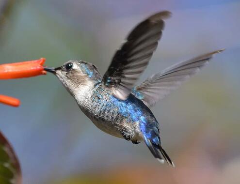 bee hummingbird