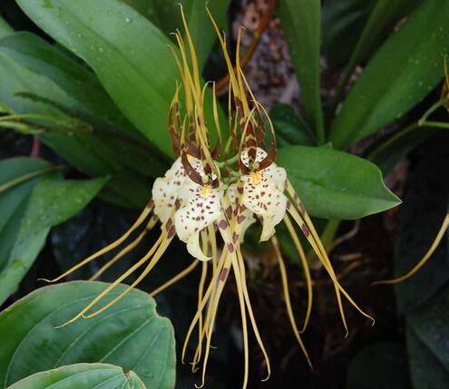 Brassia caudata