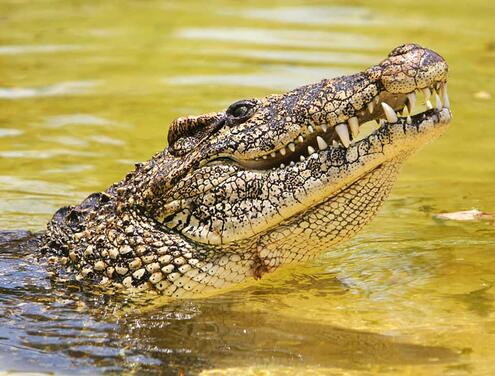 Cuban crocodile