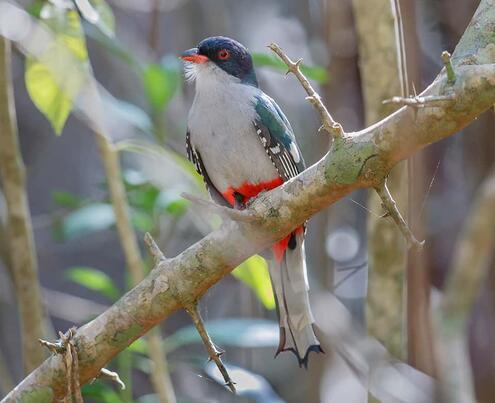 Cuban trogon