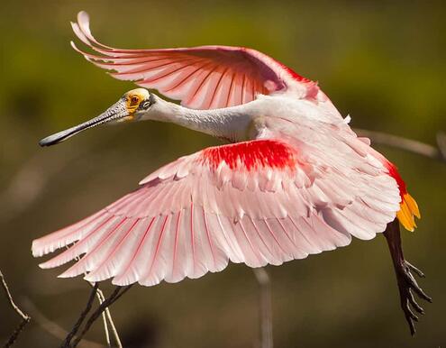 Roseate spoonbill