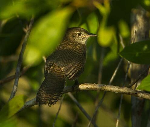 Zapata wren