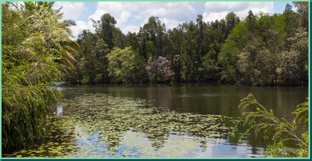Wetland: Zapata Biosphere Reserve | AMNH