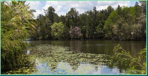 Cuban wetland