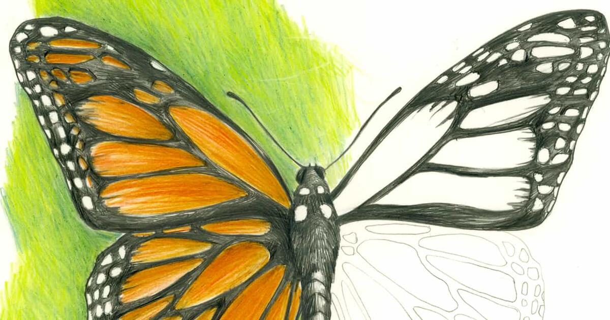 a Monarch | AMNH