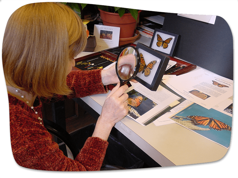 Ivy looking closely at a mounted monarch with a magnifying glass