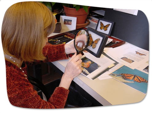 Ivy looking closely at a mounted monarch with a magnifying glass