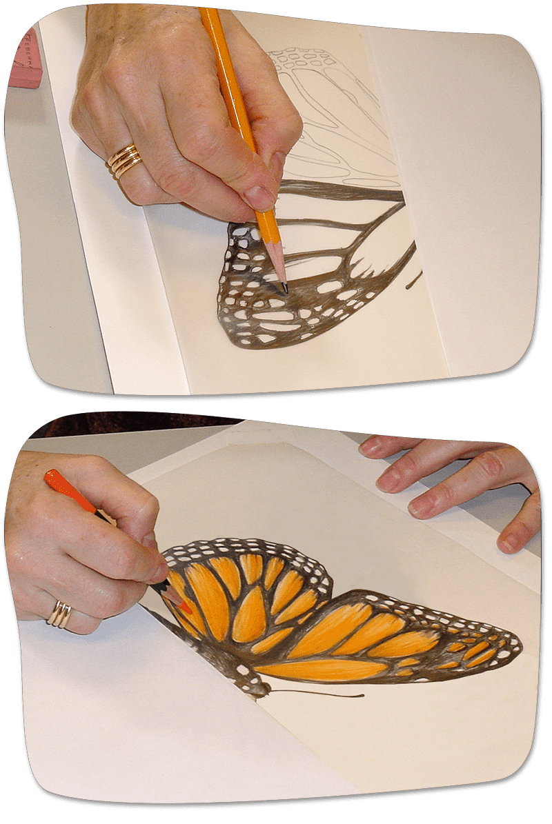 Draw A Monarch Amnh