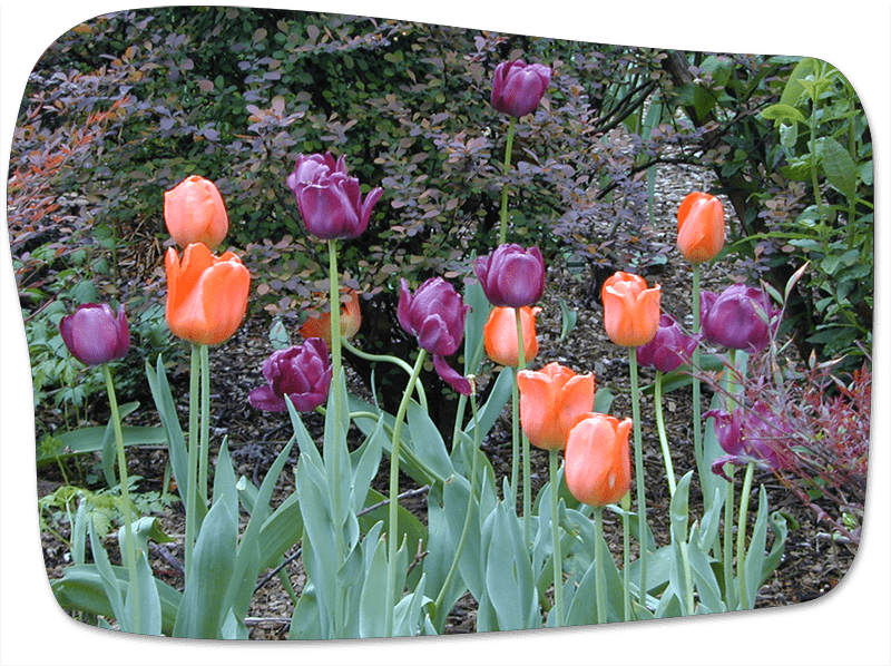 tulip garden