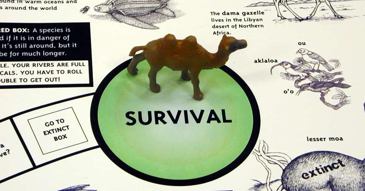 Endangered Species Game AMNH