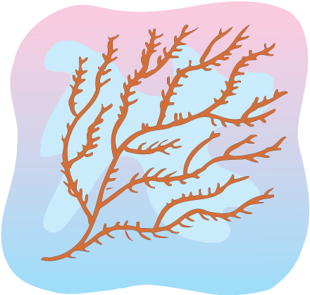 seaweed