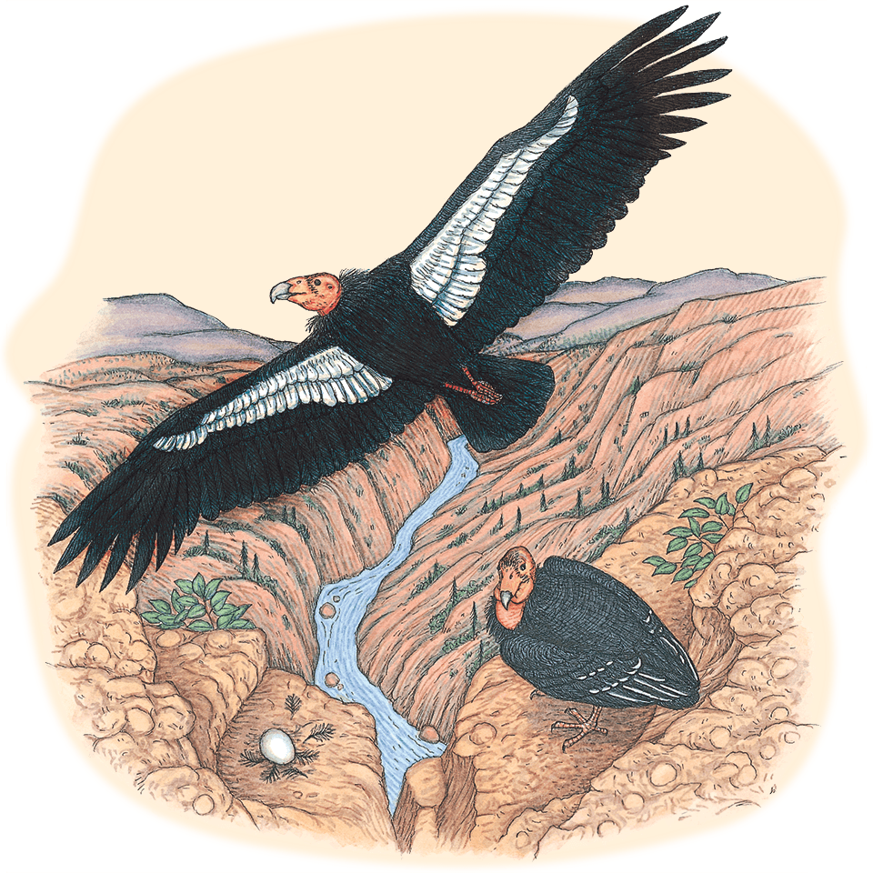 Illustration of California Condor soaring above a canyon