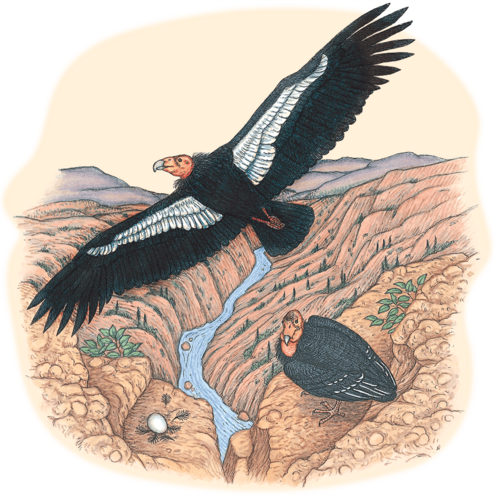 Illustration of California Condor soaring above a canyon