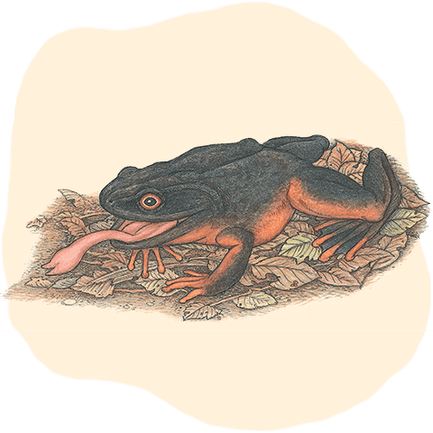 illustration of a Goliath Frog with tongue sticking out