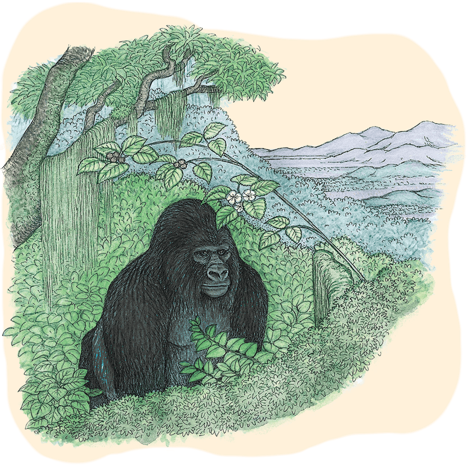 Illustration of a mountain gorilla in the forests of central Africa