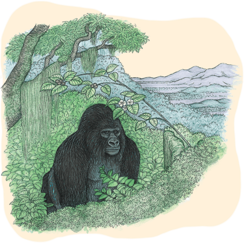 Illustration of a mountain gorilla in the forests of central Africa