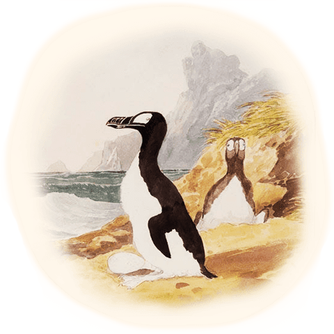Illustration of the black and white Great Auk